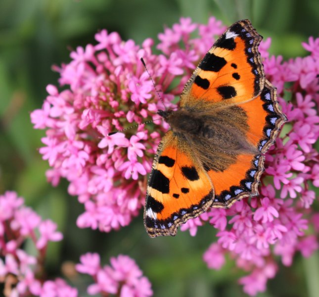 Papillon petite tortue. Philippe Baumy